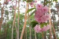 0605yaezakura.jpg (68191 バイト)