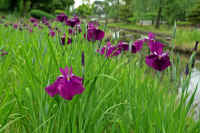 0606hanasyoubu.jpg (73526 �o�C�g)