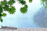 0606kaede.jpg (62083 �o�C�g)