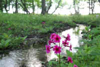 0606kurinnsou.jpg (71496 バイト)