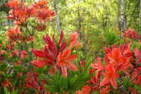 0606renngetutuji.jpg (81833 �o�C�g)