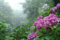 0607ajisai.jpg (68148 バイト)