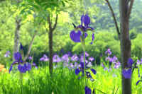 0607ayame.jpg (73910 �o�C�g)