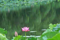 0607hasu.jpg (55405 �o�C�g)