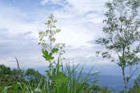 0607takenigusa.jpg (71029 バイト)