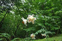 0607yamayuri.jpg (101804 �o�C�g)