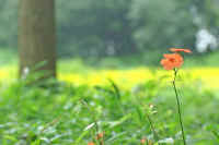 0608fusigurosennnou.jpg (50148 �o�C�g)