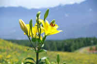 0608sukasiyuri.jpg (52070 バイト)