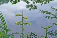 0608ubayuri.jpg (68798 バイト)