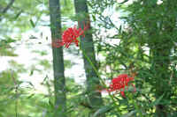 0609higannbana2.jpg (78059 �o�C�g)