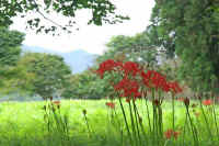 0609higannbana.jpg (78133 �o�C�g)