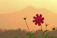 0609kosumosu.jpg (44996 バイト)