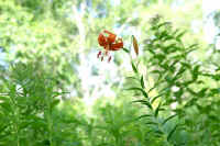 0609kurumayuri.jpg (69870 �o�C�g)