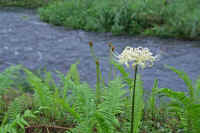 0609sirohigannbana.jpg (68113 バイト)