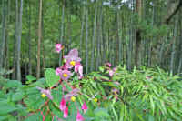 0609syuukaidou2.jpg (76617 �o�C�g)