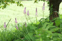 0609turubo.jpg (63846 バイト)