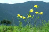 0609yuusuge.jpg (58310 �o�C�g)