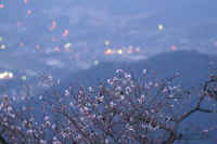 06fuyuzakura.jpg (60487 バイト)