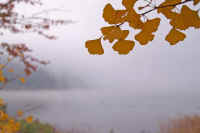 06ichou.jpg (47772 �o�C�g)