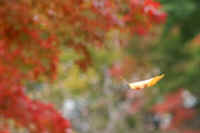 06keyaki.jpg (43650 バイト)