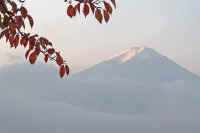 06sakura.jpg (45323 �o�C�g)