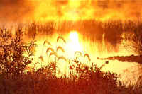 06susuki2.jpg (83474 バイト)