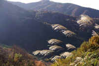 06susuki3.jpg (69352 �o�C�g)