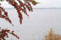 06tatibanamodoki.jpg (65206 バイト)