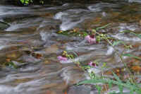 10azami.jpg (68065 �o�C�g)