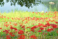 10higannbana.jpg (84976 �o�C�g)