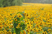 10himawari.jpg (86359 �o�C�g)