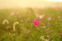 10kosumosu5.jpg (48526 バイト)