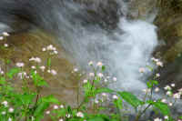 10mizosoba.jpg (64744 バイト)