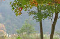 11kaede2.jpg (58748 バイト)