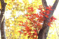 11kaede.jpg (86124 �o�C�g)