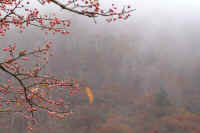 11mayumi.jpg (55001 �o�C�g)