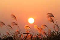 11ogi.jpg (52329 バイト)