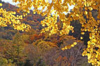 10-10katura.jpg (102211 �o�C�g)