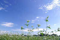 10-1soba.jpg (61217 �o�C�g)