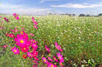 10-2kosumosu.jpg (98699 �o�C�g)