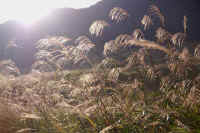 10-3susuki.jpg (83860 �o�C�g)