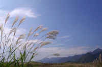 10-4susuki.jpg (54662 バイト)