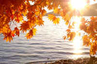 10-7kaede.jpg (84678 �o�C�g)