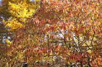 10-8mayumi.jpg (133776 �o�C�g)