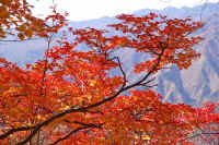 10-9doudanntutuji.jpg (110761 バイト)