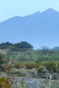 11-1susuki.jpg (53447 �o�C�g)