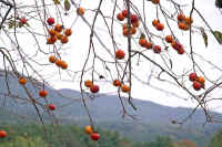 11-2kaki.jpg (87762 バイト)