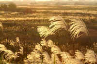 11-3ogi.jpg (77394 �o�C�g)