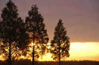 11-4metasekoiya.jpg (73341 �o�C�g)