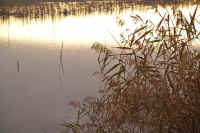 11-5asi.jpg (77220 バイト)